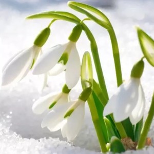 花屋さん (Explicit)