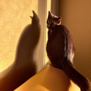 NO LUV! (feat. RHINOO!) (Explicit)