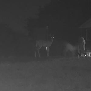 SUMTHINLITE (Explicit)