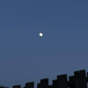 belly of the beast (feat. prod.sxape) (Explicit)