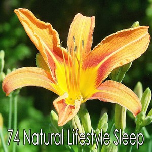 74 Natural Lifestyle Sleep