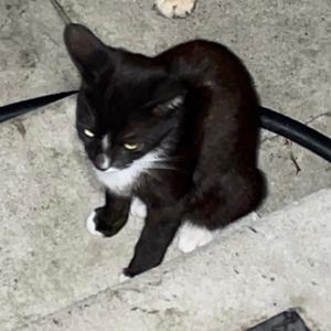 Trance.m4a (Explicit)