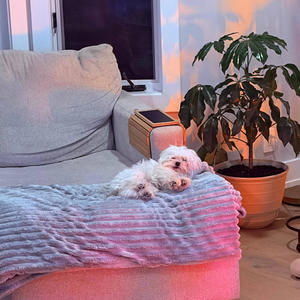 YALEE B - Walking the dog, (instrumental)