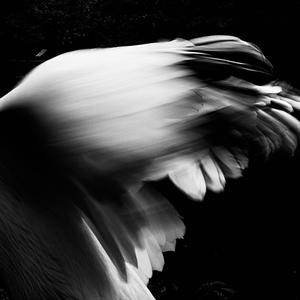 RÉVÉRENCE (Explicit)