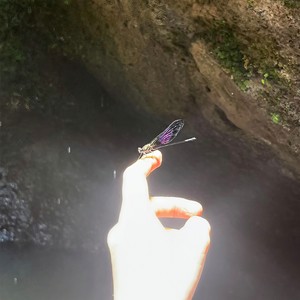小满 (Chrysalis)封面