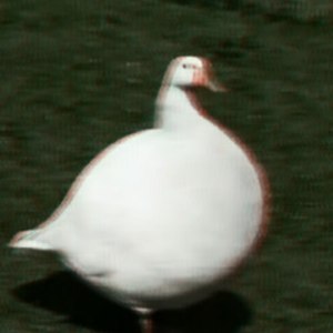 大鹅的可爱欢喜不止不失