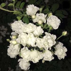 狂戀你 (COVER版)