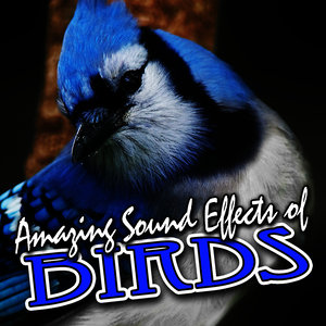 Amazing Sound Effects of Birds