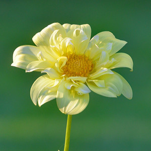 Yellow Flower