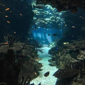 wasser (Explicit)