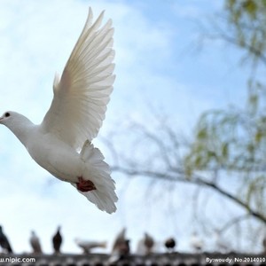 Dream Don't turn to Dust