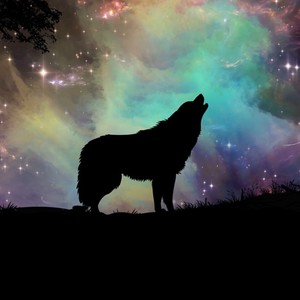 Wolf Howl Lullaby