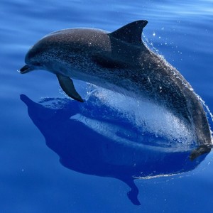Dolphin
