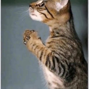 Haveyoueverbeeninlove? (Explicit)