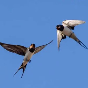 《燕歌行》 (女声版)