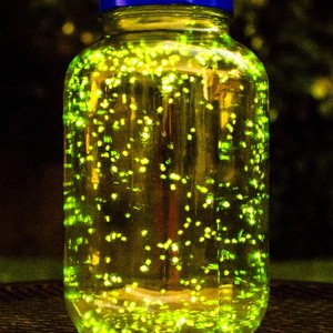 FIREFLIES