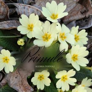 Primule