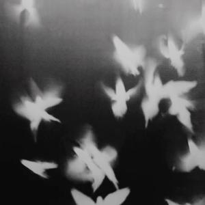 FLY