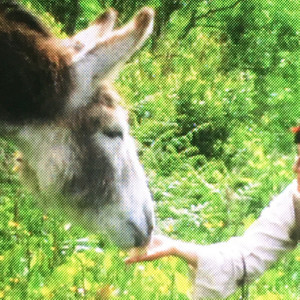 The Clown is Free (Thool Remix)