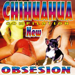 Chihuahua compilation new