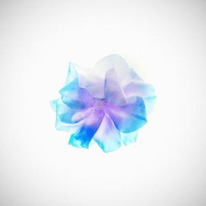 Bloom (feat. Nayxo & Noctice)