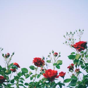 Roses (feat. Lil Zaiah & RkDavid)