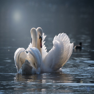 Two Birds Regina Slow
