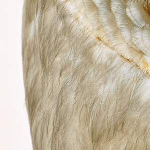 I Remember Daft Davie Standing at the Top of the Hill