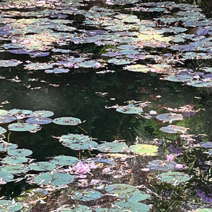 Lily Pads by a Frozen Lake