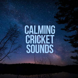 Calming Cricket Sounds