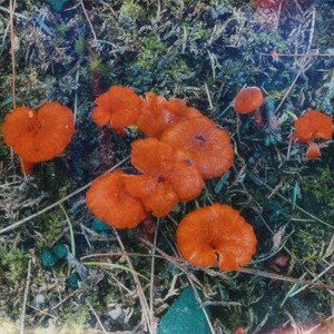 Real Love (Tell Me Lies)