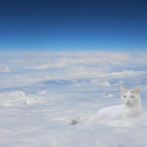 cat in the clouds