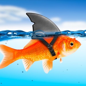 Shark Fin