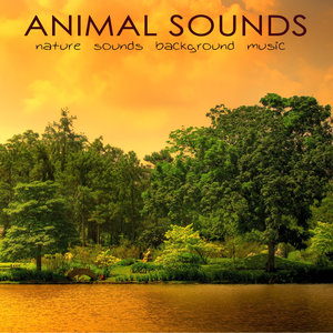 Animal Sounds – Nature Sounds Background Music for Yoga Retreats, Mindfulness Meditation & Spiritual