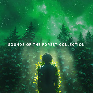 Sounds of the Forest Collection