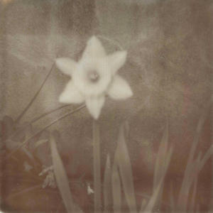 pushing daisies (Explicit)