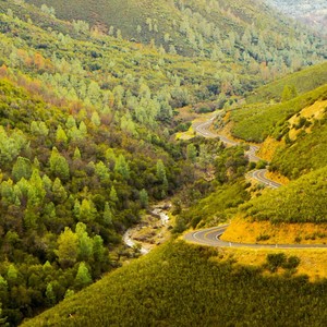 감정의 순화를 위한 나무의 선율
