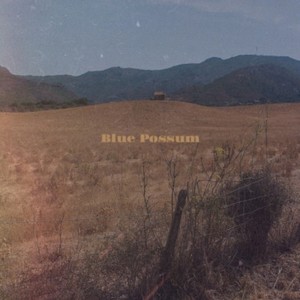 Blue Possum