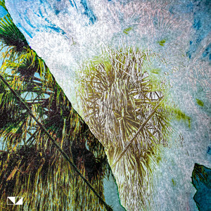 COLLIGNON - Aguacates