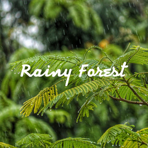 Wonderful Rain, Happy Birds