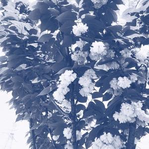 飘向北方 (直录女声片段)