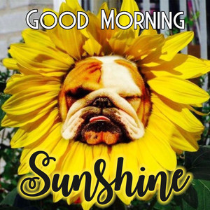 Good Morning Sunshine