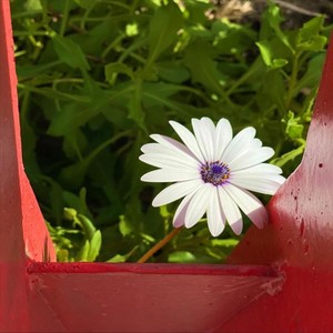 Dame una Señal (feat. Luis Beltrán)