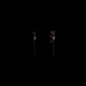 BLACK ROSES. (SLOWED+REVERBED)
