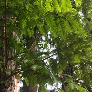 剑伤