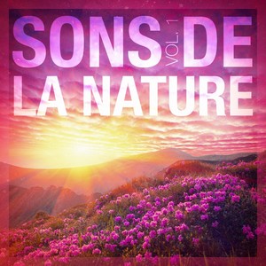 Sons de la canopée : oiseaux