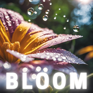 Bloom