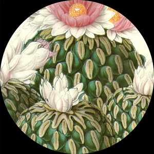 Formosa