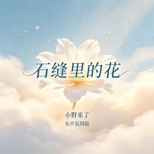石缝里的花 (女声氛围版)