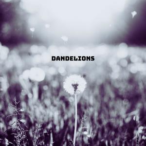 Dandelions